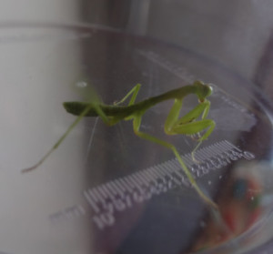 Baby Praying Mantis found on the washing line