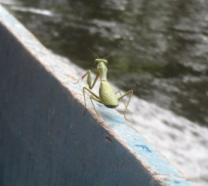 I shared a boat trip with this Praying Mantis in Borneo