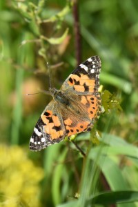 Painted Lady butterfly