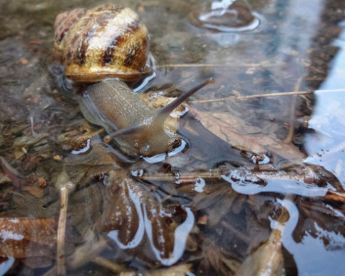 Newsflash: There’s a puddle in my garden