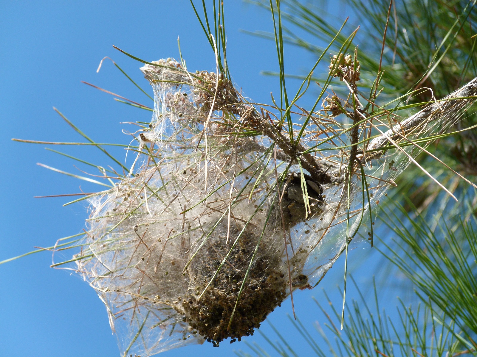 An empty nest