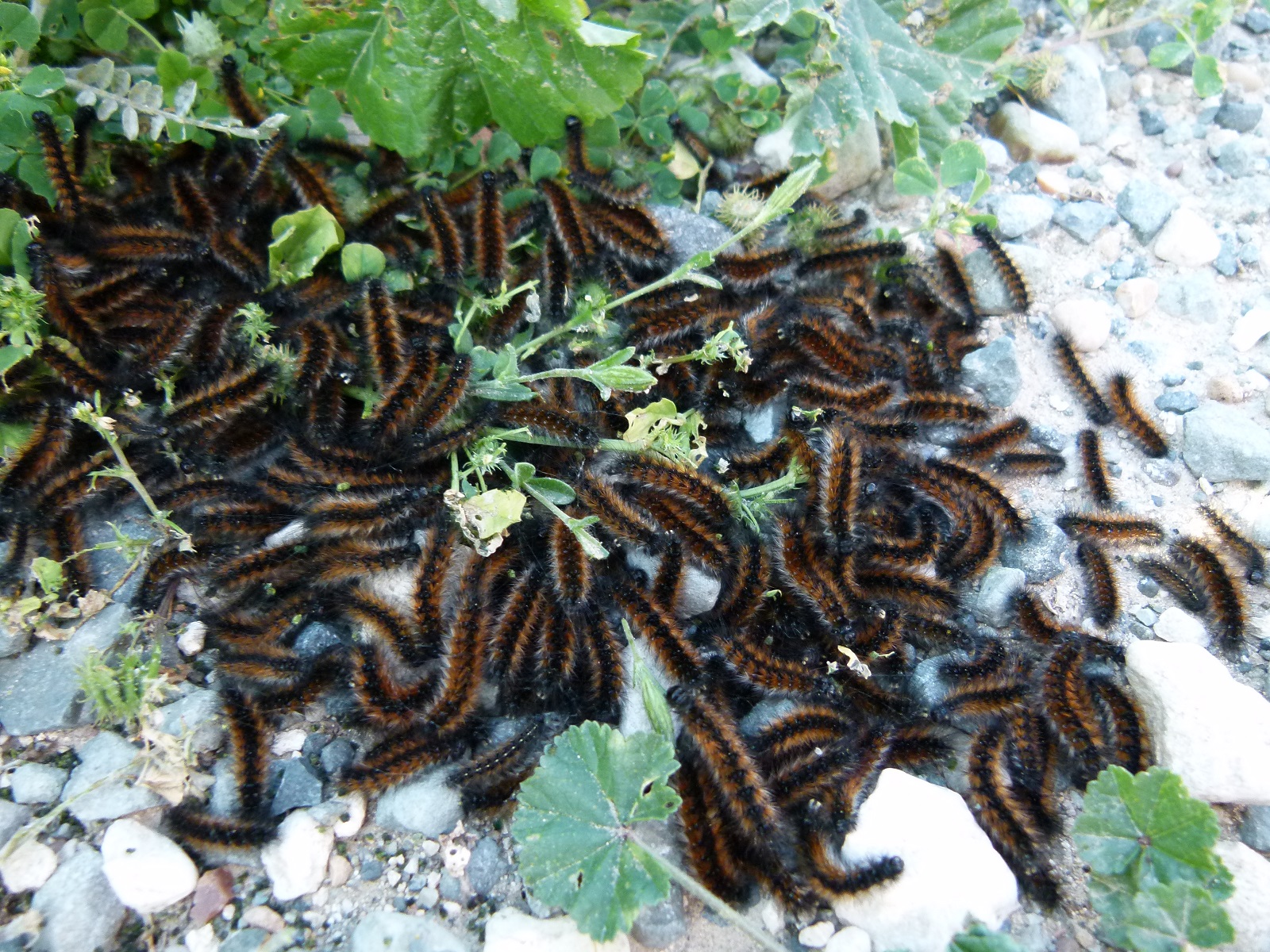 Before forming a procession