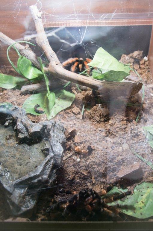 Reptile Jungle