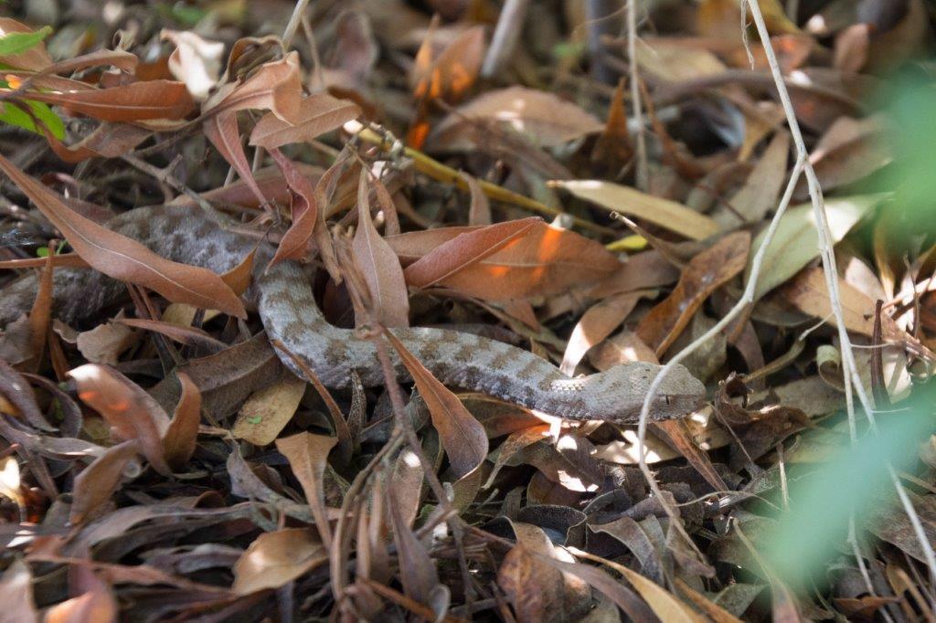 snake Cyprus