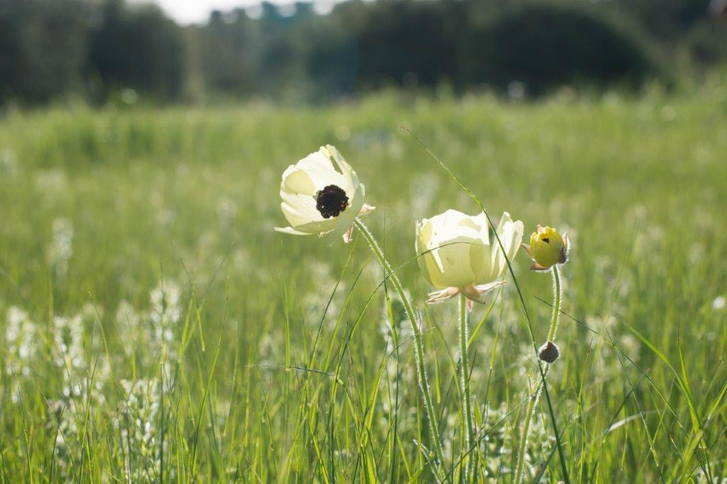 Cyprus flora