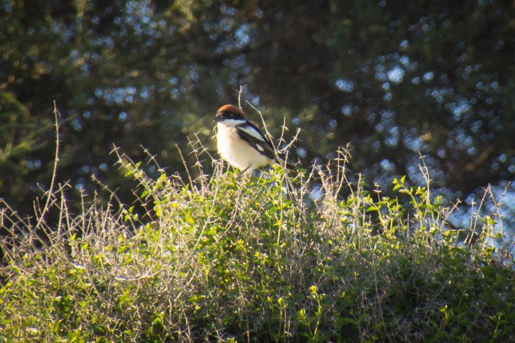 Cyprus birdlife