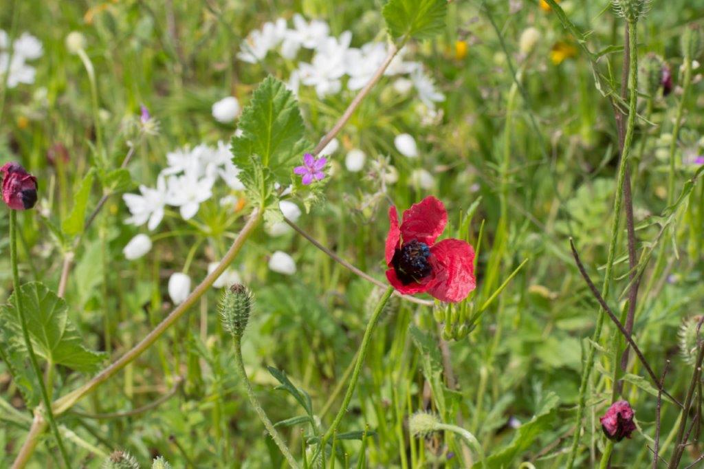 iNaturalist