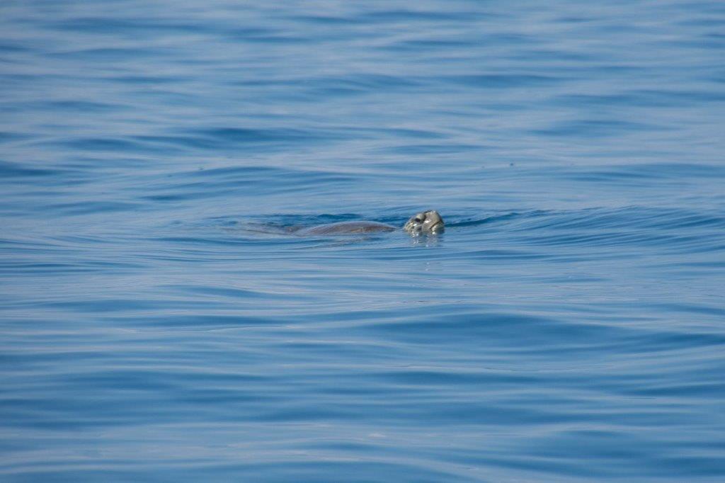 Sea turtle