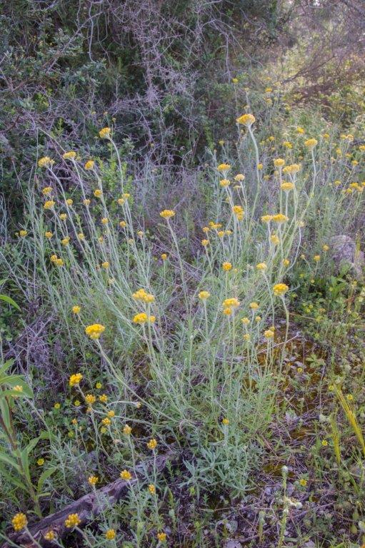 Cyprus in spring