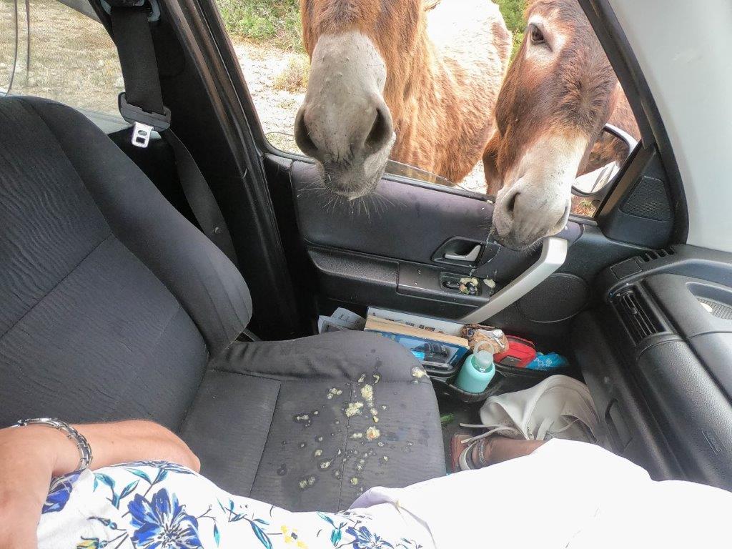 Cyprus wild donkeys