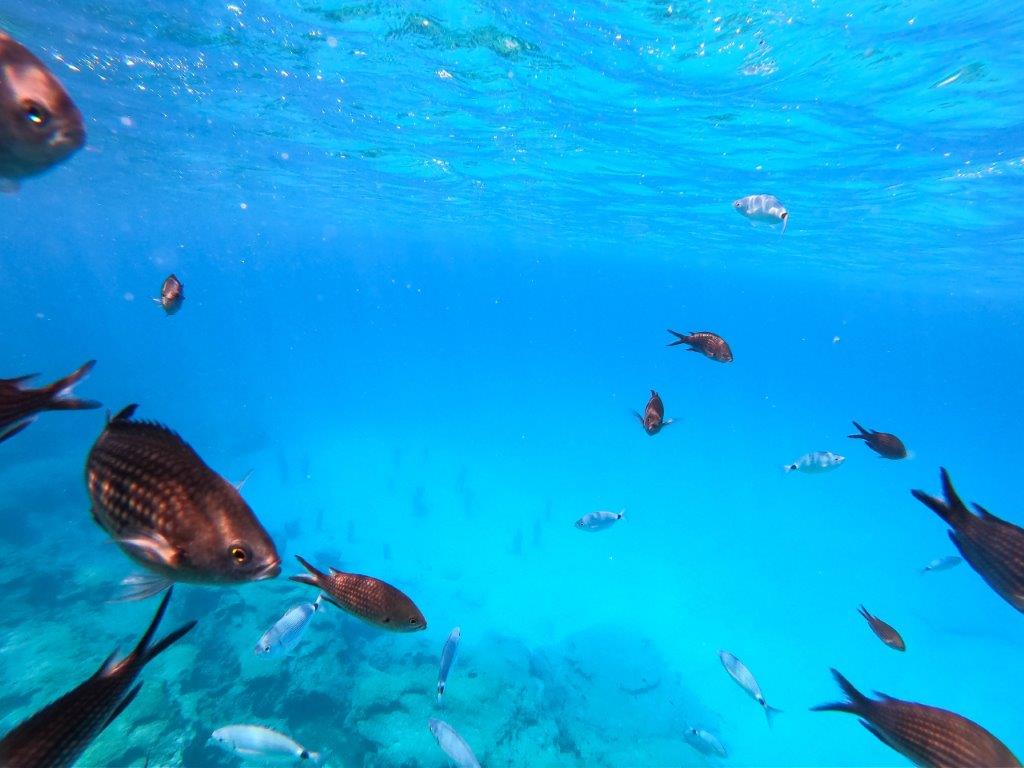 snorkelling in Cyprus